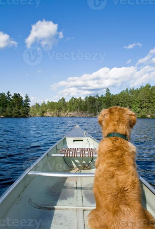 chien dans un canoë, qui regarde le paysage