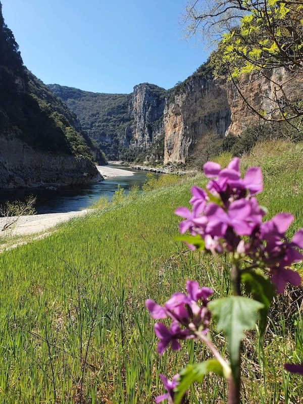 fleur violette dans les gorges, venez dans la location de canoës kayak en Ardcèhe